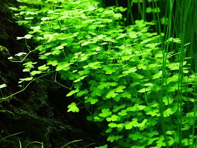 Гидрокотила Трипартита в горшочке